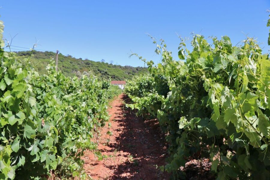 Lisbon Private Setúbal Region Wine Tasting Tour - Guides: why this tour often feels personal