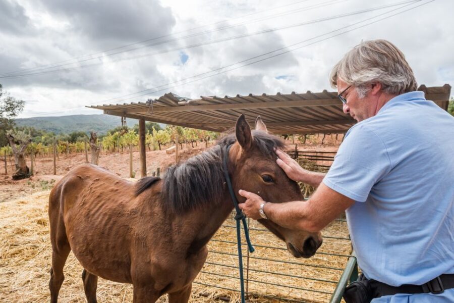 Lisbon Private Setúbal Region Wine Tasting Tour - Palmela’s Adega Assis Lobo: harvest-season energy and a maker’s perspective