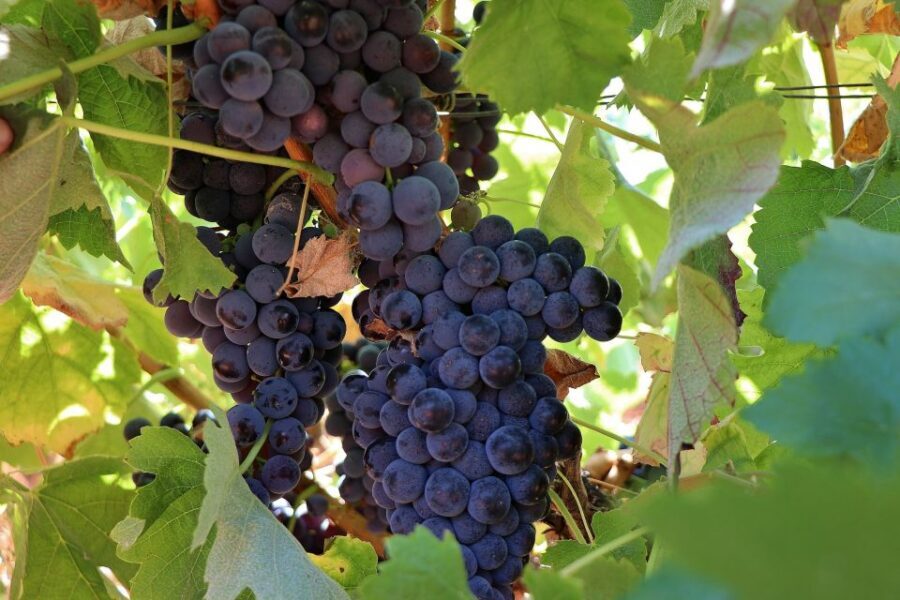 Lisbon Private Setúbal Region Wine Tasting Tour - Arrábida Natural Park: views that give your legs a break