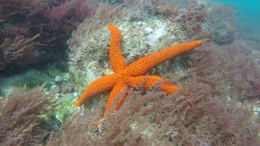 Lisbon: Snorkelling in Sesimbra/Arrábida Natural Park - Who Should Book This Snorkel Trip?