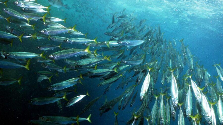 Lisbon: Snorkelling in Sesimbra/Arrábida Natural Park - Snorkeling the Professor Luis Saldanha Marine Park: What You’re Looking For