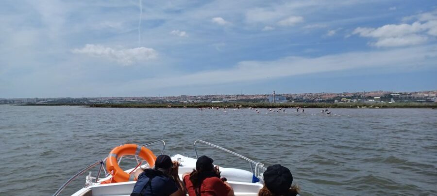 Lisbon: Tagus Estuary Nature Reserve Birdwatching Boat Tour - Key highlights you’ll feel fast