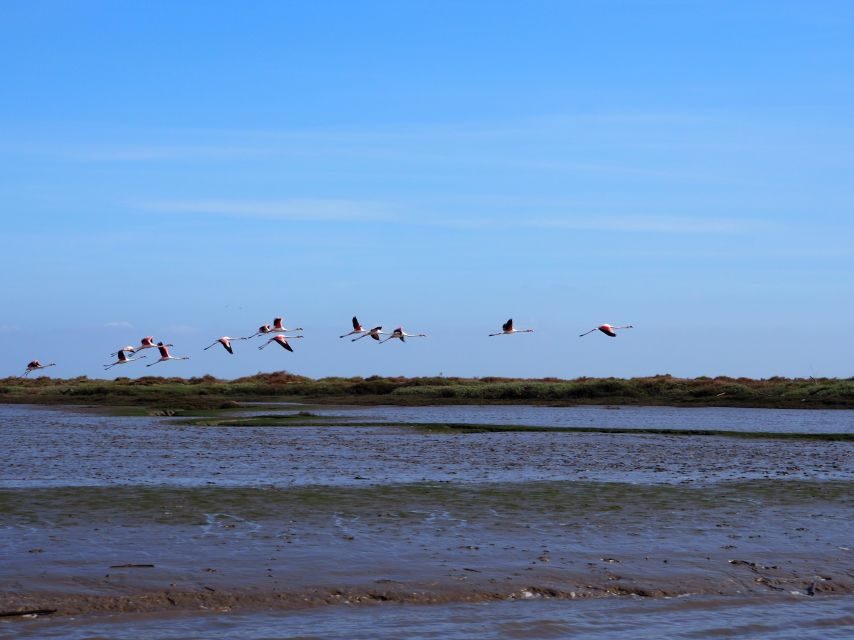 Lisbon: Tagus Estuary Nature Reserve Birdwatching Boat Tour - Why the Tagus Estuary Nature Reserve feels close to real Portugal