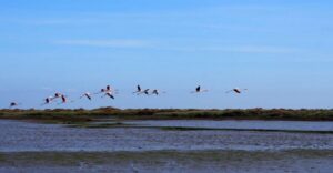 Lisbon: Tagus Estuary Nature Reserve Birdwatching Boat Tour - Meeting at Onda Luso-Americana and getting set up right
