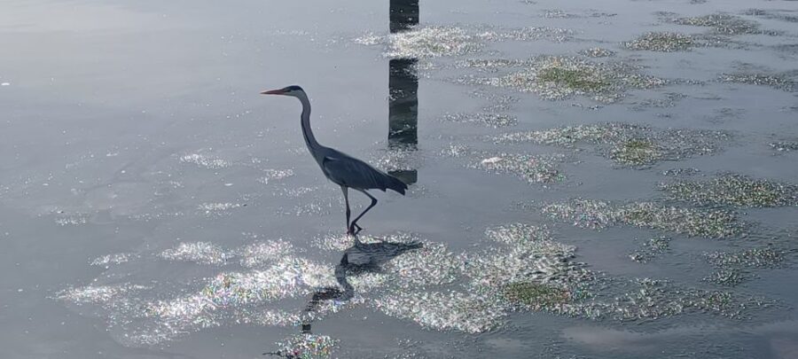 Lisbon: Tagus Estuary Nature Reserve Birdwatching Boat Tour - What to bring (and what the guide provides so you don’t overpack)