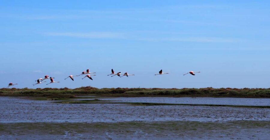 Lisbon: Tagus Estuary Nature Reserve Birdwatching Boat Tour - Meeting at Onda Luso-Americana and getting set up right
