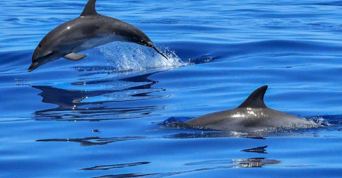 Lisbon: Tagus River Cruise to the Ocean & Dolphin Watching - Why this Tagus-to-Atlantic cruise feels like more than a boat trip