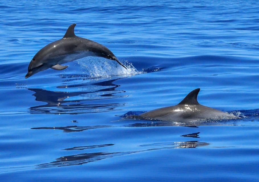 Lisbon: Tagus River Cruise to the Ocean & Dolphin Watching - Getting to Estação Fluvial Sul e Sueste (and not wasting your time)