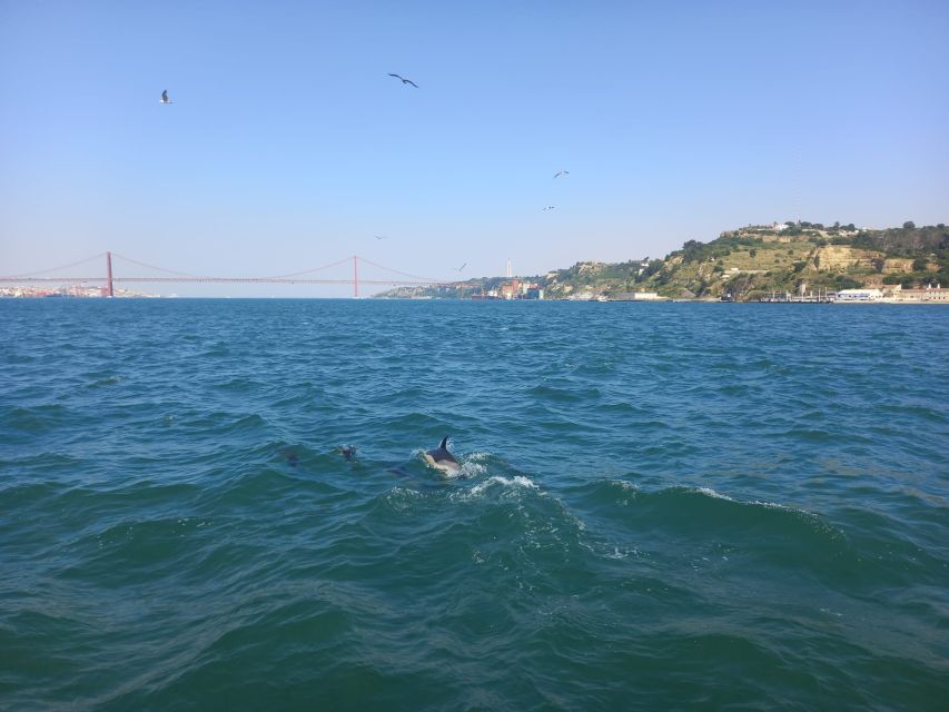 Lisbon: Tagus River Cruise to the Ocean & Dolphin Watching - Lisbon’s waterline: Commerce Square and the city’s viewpoints from below
