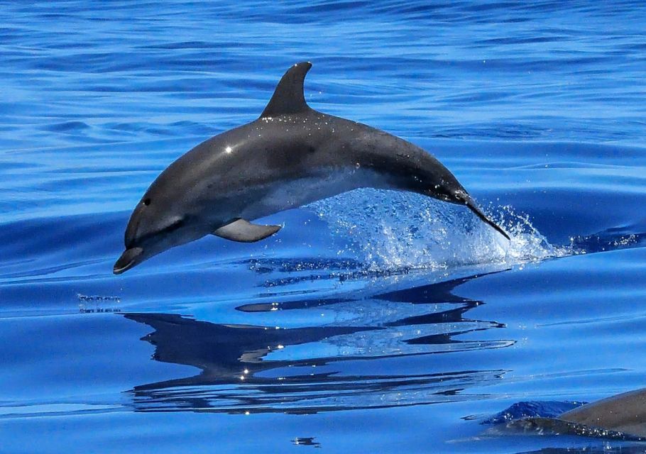 Lisbon: Tagus River Cruise to the Ocean & Dolphin Watching - Beach country south of Lisbon: Santo Amaro to Caxias and Cruz Quebrada