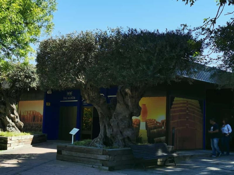 Lisbon to Wine Tasting Setubal, Two Cellars, Half Day Tour - Key highlights I’d plan around