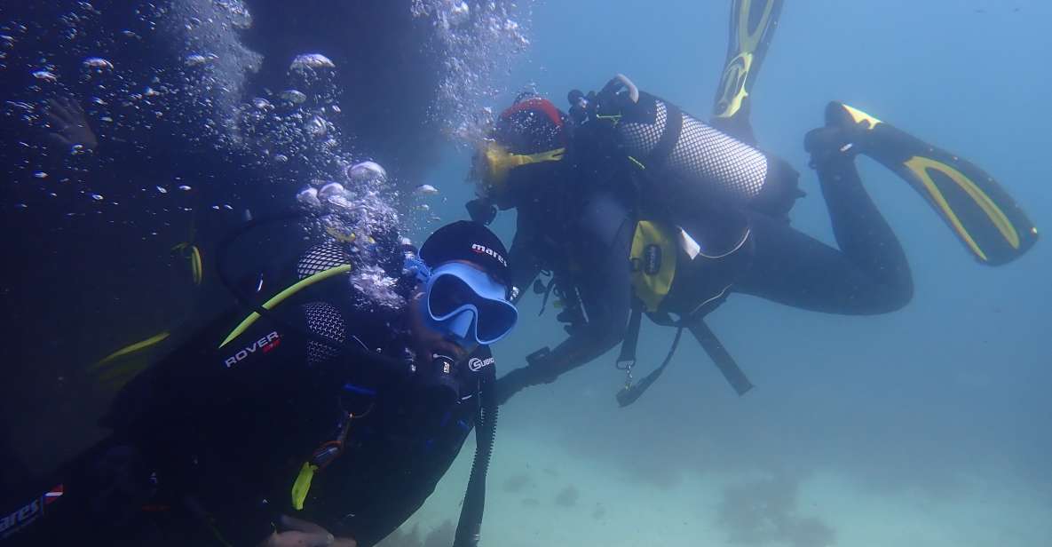 Lisbon: Try Dive in Arrábida Marine Reserve Setubal Sesimbra - The underwater experience: reefs, coral gardens, and learning what you’re seeing