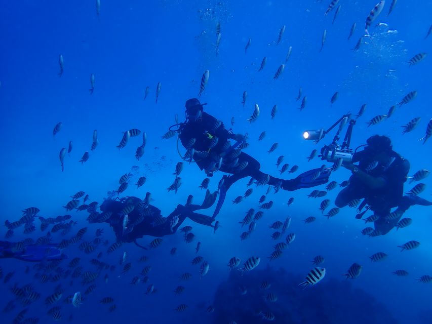 Lisbon: Try Dive in Arrábida Marine Reserve Setubal Sesimbra - What you’re actually paying for: value at about $100 per person