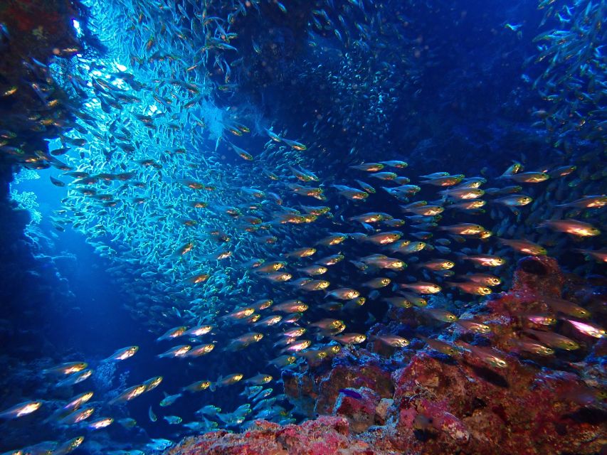 Lisbon: Try Dive in Arrábida Marine Reserve Setubal Sesimbra - Who should book (and who should skip) this try-scuba session