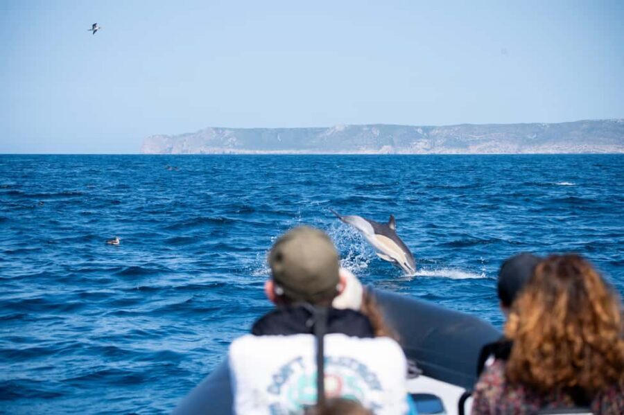 Sesimbra: Arrábida Dolphin Watching Boat Tour with Biologist - Key things that make this tour worth your time
