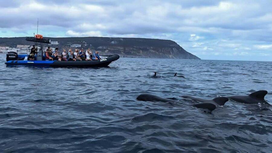Sesimbra: Arrábida Dolphin Watching Boat Tour with Biologist - Best for families, short-on-time planners, and science-curious nature lovers