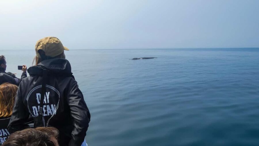 Sesimbra: Arrábida Dolphin Watching Boat Tour with Biologist - Arrábida from Sesimbra: the value of a marine biologist on a 3-hour trip