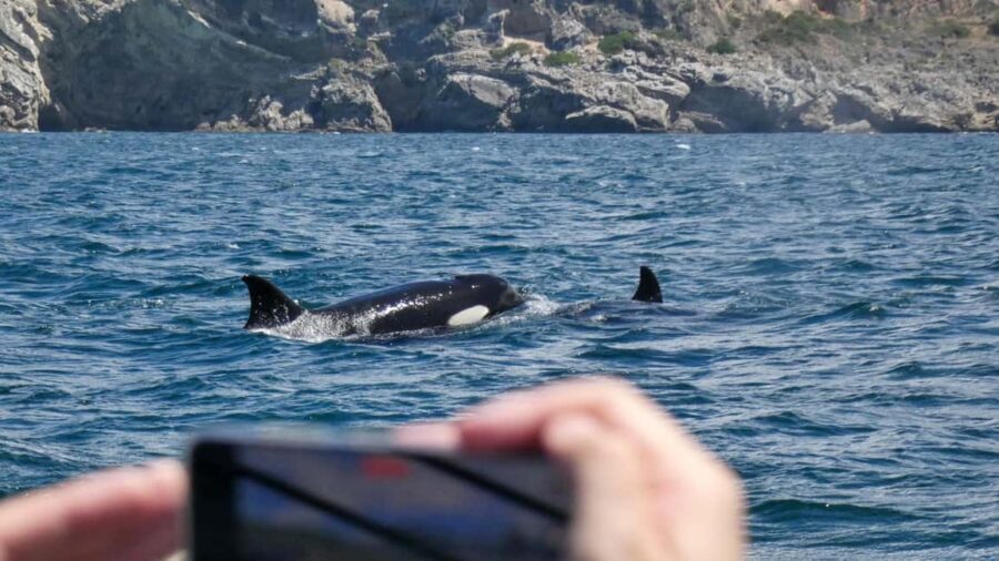 Sesimbra: Arrábida Dolphin Watching Boat Tour with Biologist - Two cruising stretches for dolphins, whales, and seabirds