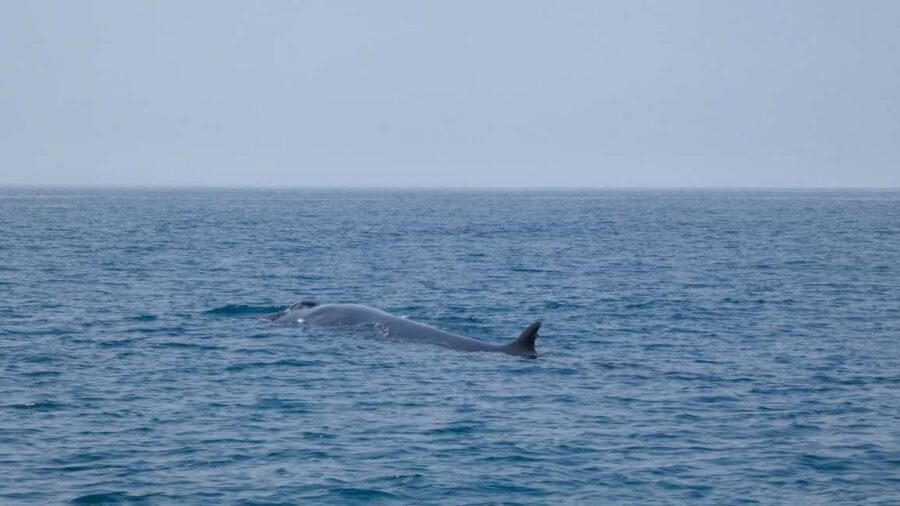 Sesimbra: Arrábida Dolphin Watching Boat Tour with Biologist - Ribeiro do Cavalo Beach: the part that feels like a mini escape