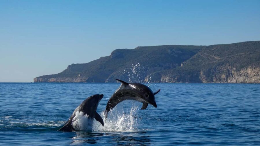 Sesimbra: Arrábida Dolphin Watching Boat Tour with Biologist - Swimming and snorkeling time: what you can do and what to bring