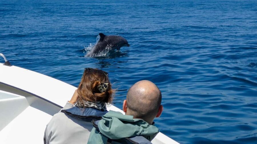 Sesimbra: Arrábida Dolphin Watching Boat Tour with Biologist - Wildlife etiquette that keeps the experience safe and respectful