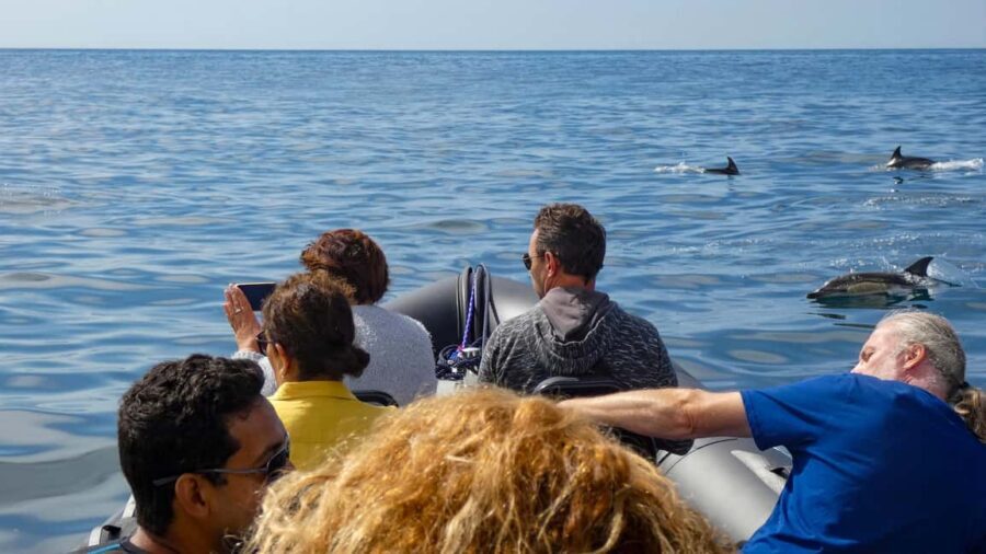 Sesimbra: Arrábida Dolphin Watching Boat Tour with Biologist - Price and included extras: does $63 buy enough?