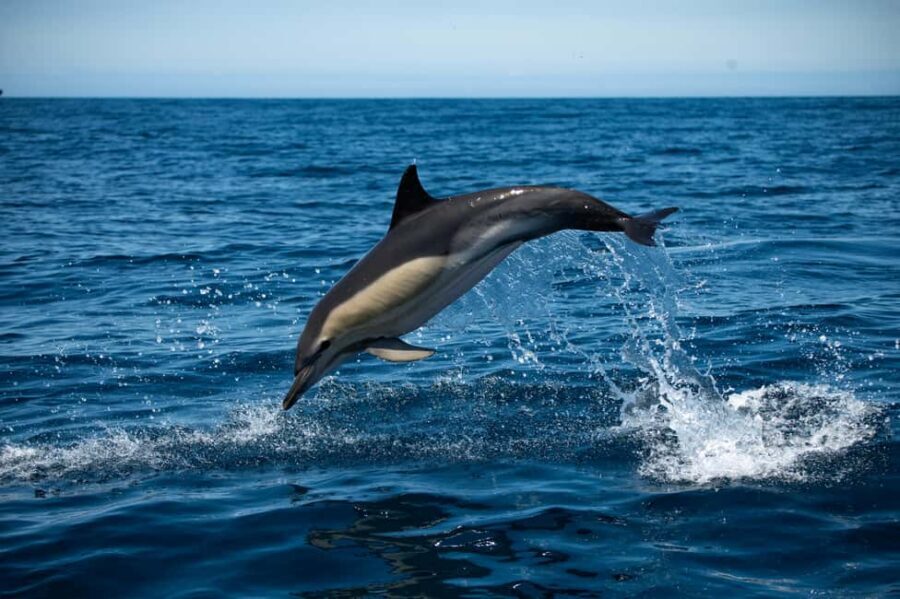 Sesimbra: Arrábida Dolphin Watching Boat Tour with Biologist - Meeting at ESPADARTE and the 30-minute safety setup