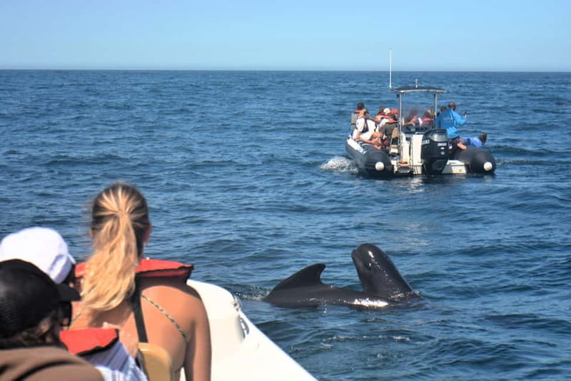 Sesimbra: Dolphin Watching Boat Tour with Biologist Guide - Key things I’d circle before you book