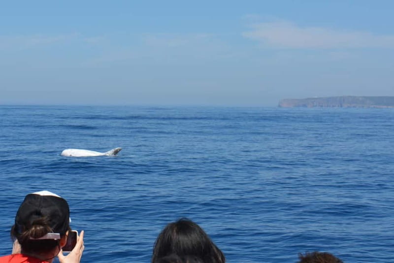 Sesimbra: Dolphin Watching Boat Tour with Biologist Guide - What you can spot: dolphins, plus occasional whales and orcas