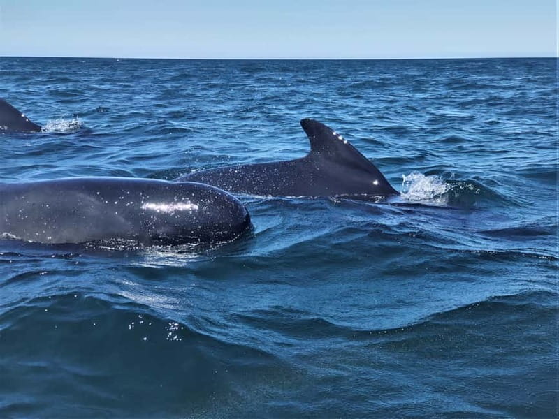 Sesimbra: Dolphin Watching Boat Tour with Biologist Guide - The cruise rhythm: bays, coves, and a lot of time scanning
