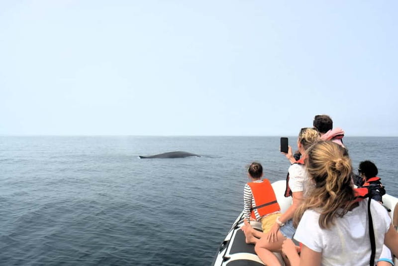 Sesimbra: Dolphin Watching Boat Tour with Biologist Guide - What the boat ride is like: fast, scenic, and sometimes bumpy
