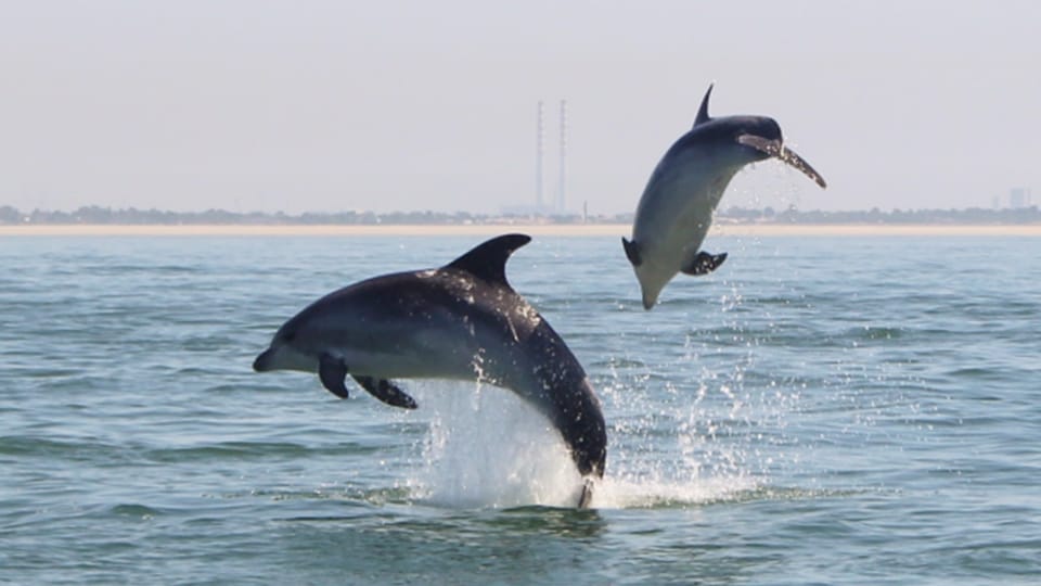 Setúbal and Tróia: Dolphin Watching and Arrábida Bays - Troia and Setúbal: where the Sado dolphins and Arrábida bays connect