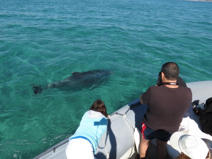 Setúbal: Dolphin Watching Boat Tour - Price and value: what $53 buys you in Setúbal Bay