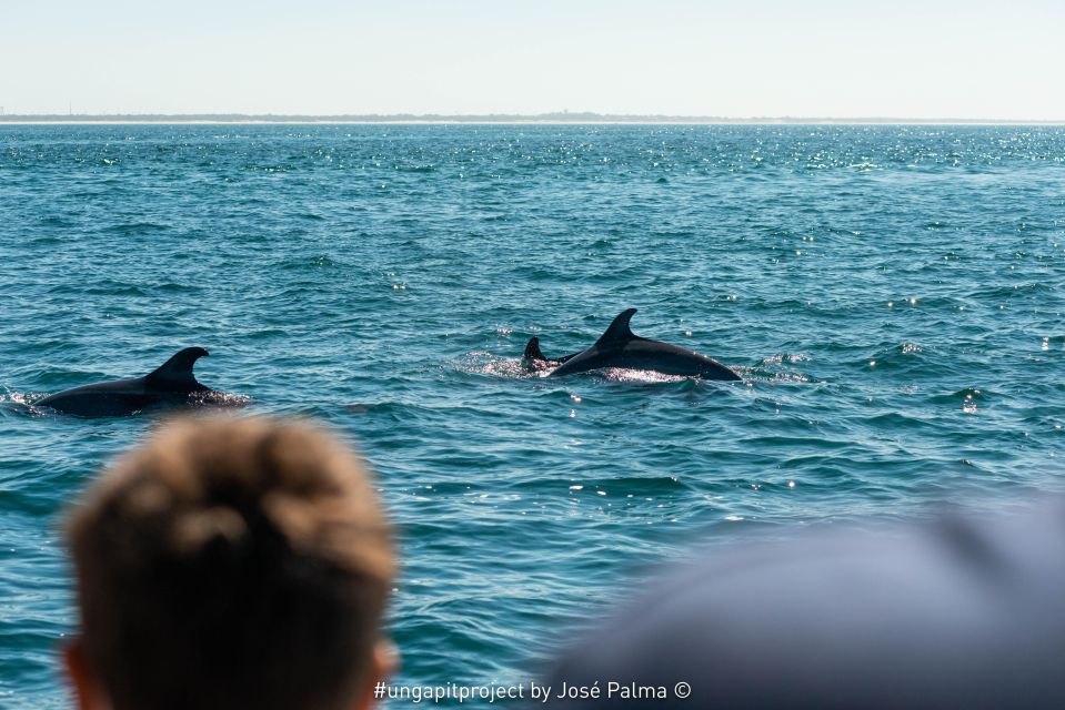 Setúbal: Dolphin-Watching Boat Tour - Boat Comfort, Safety, and What to Wear at Sea