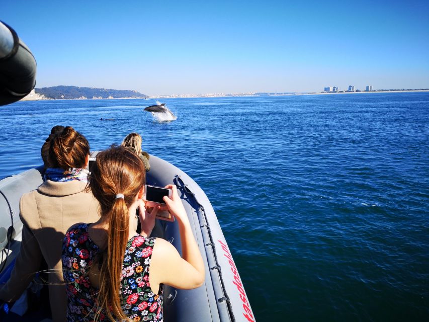 Setúbal: Dolphin-Watching Boat Tour - Who This Tour Is Best For (and Who Might Want Another Option)