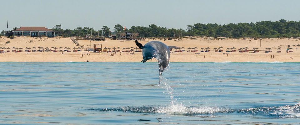 Setúbal: Dolphin-Watching Boat Tour - Practical Tips to Make Your Dolphin Day Easier