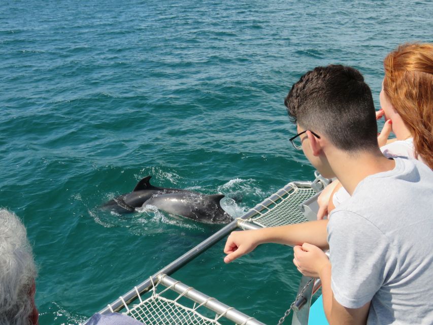 Setúbal: Dolphin Watching Tour - Key points to know before you go