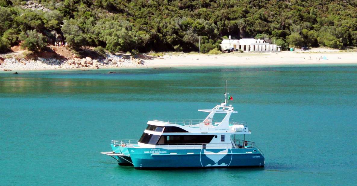 Setúbal: Dolphin Watching Tour - Why Setúbal dolphins feel personal, not staged