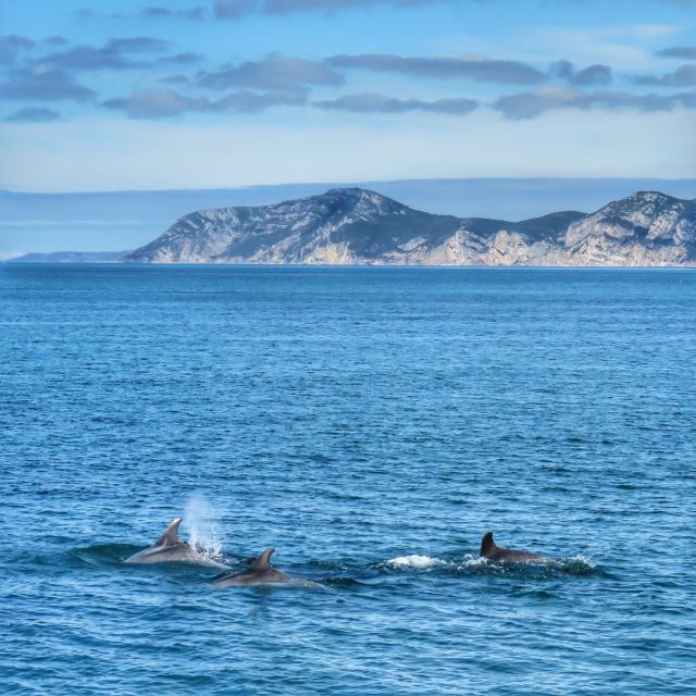 Setúbal: Dolphin Watching Tour - Hunting for dolphins the way a marine biologist would