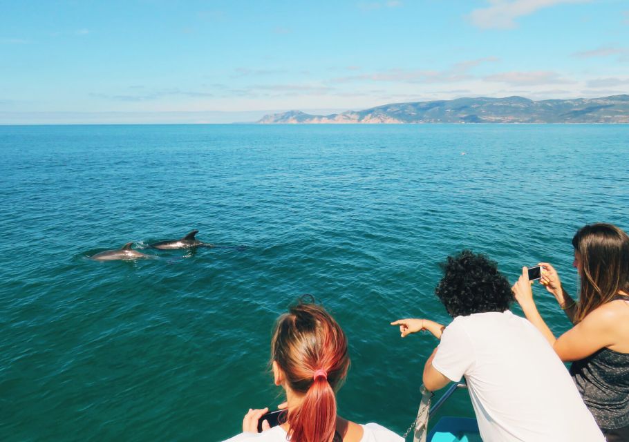 Setúbal: Dolphin Watching Tour - Price and value: what $53 buys you in real terms